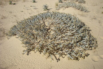 Cottonweed (Achillea maritima)