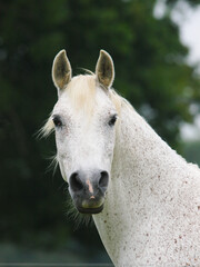 Older Horse Head Shot