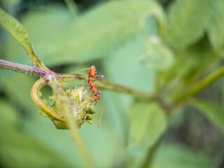 Red ants on green grass on nature background