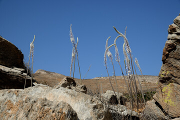 Drimia numidica is on the Kolimbithres beach.
