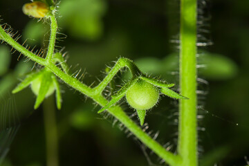 A single green tomato stuck on its branch.