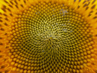 Golden section of sunflower texture close-up