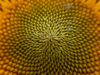 Golden section of sunflower texture close-up