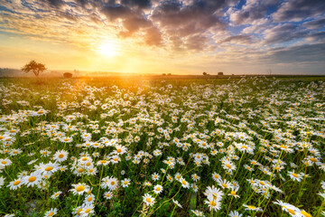 Fototapeta na wymiar Beautiful summer sunrise over daisy field
