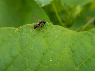 A small wasp on a large green leaf
