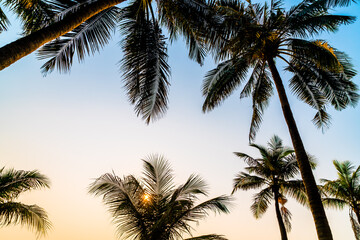 Fototapeta na wymiar beautiful coconut palm tree with sunset