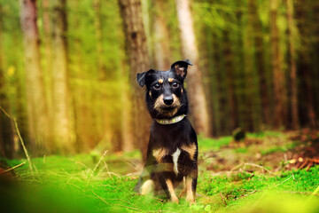 Funny dog (terrier)