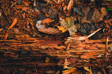 Forest background, screensaver. Cones, rotten tree, autumn leaves. Beautiful colorful forest view....