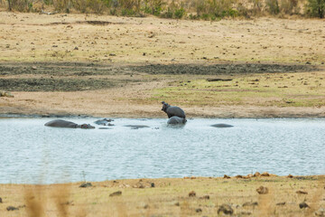 Hippos in the water, Kruger park, South Africa.