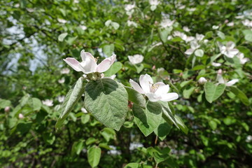 Fototapeta premium Hairy leaves and pinkish white flowers of quince tree in May