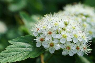 White spring flower close up. Floral beautiful background. Nature