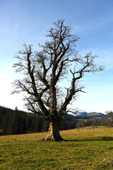 Arbre sans feuilles verticale