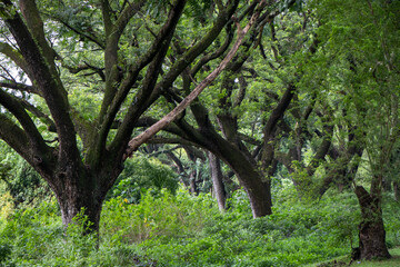 Large Trees and Curved Branches in Lush Forest on the island of Luzon, Philippines (Evening/Sunset)