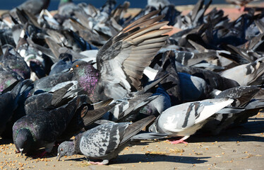 pigeons in the city