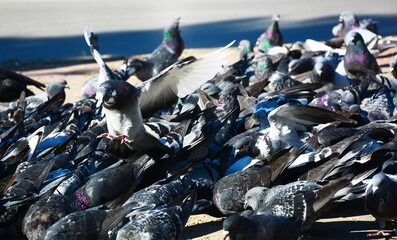 pigeons on the street