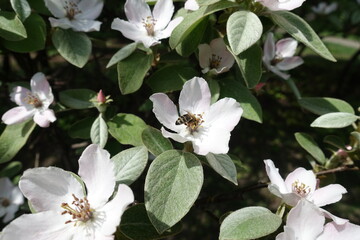 Insect pollinating white flower of quince in May