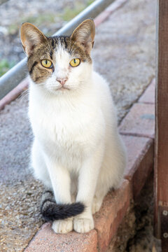 Cat looks into the camera attentively on a street of Turkey.