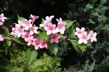 Horizontal branch of blossoming Weigela florida in May