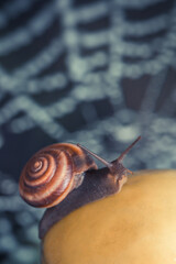 closeup of a brown snail crawling on a ripe green apple against a background of white spider webs. snail on a bright blurred background. still life in a summer garden with a snail, an apple and a cobw