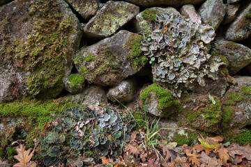 Green plants on a stone wall