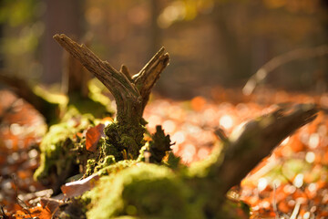 Ein alter Baumstamm  mit Moos bewachsen und auf dem Waldboden liegen