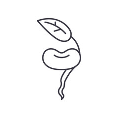 Bean sprout concept icon, linear isolated illustration, thin line vector, web design sign, outline concept symbol with editable stroke on white background.