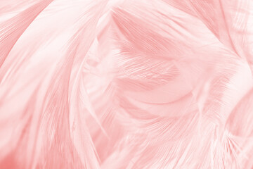 Beautiful light pink feather pattern texture background