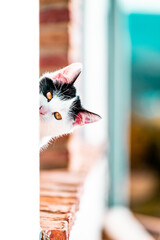 Black and white cat leaning out of the window