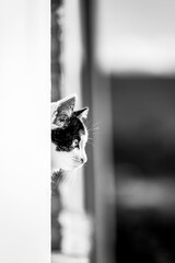 Black and white cat leaning out of the window