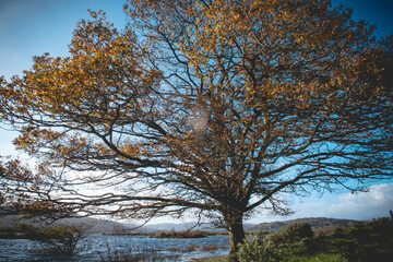Beautiful tree at Lough Allua in Ireland