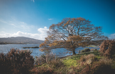 Obraz premium Beautiful tree at Lough Allua in Ireland