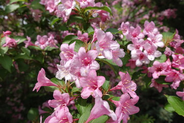 Not a few pink flowers of Weigela florida in May