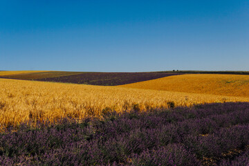 Fototapeta na wymiar field of flowers of purple lavender and ripe yellow wheat harvest