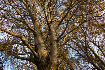 Autunno nel parco: albero ormai spoglio, dettagli dei rami e del tronco nella luce dorata del tramonto