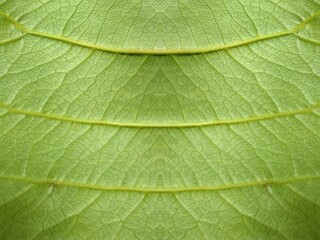 Naklejka na ściany i meble Closeup green leaf texture