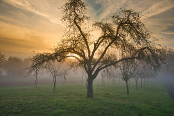 Fototapeta na wymiar Bäume an einem nebeligen Novembermorgen