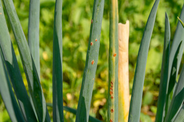 Onion rust.