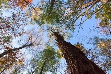 Colorful autumn trees against blue sky
