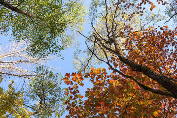 Colorful autumn trees against blue sky