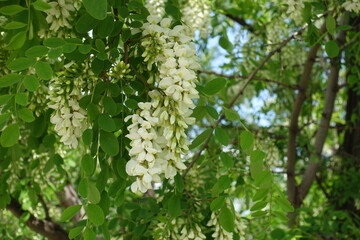 White flowers in the leafage of Robinia pseudoacacia in mid May