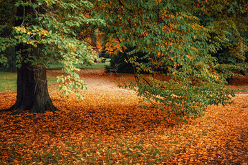 autumn leaves in the park