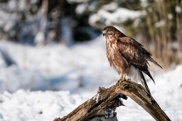 Common buzzard on the carcass