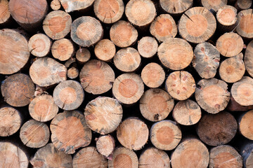 Pile of wooden logs stacked together on top of each other. Natural wood, sawn logs as background. Wall of stacked wood logs