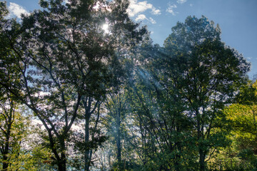 Mist in the woods in early morning