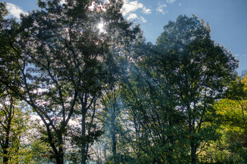 Mist in the woods in early morning