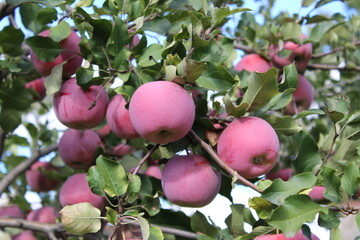 apples on a tree