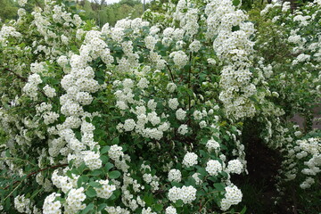 Numerous white flowers of germander meadowsweet in May