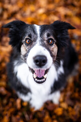 Happy border collie in autumn