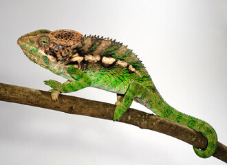 Madagascar warty chameleon / Warzenchamäleon (Furcifer verrucosus) © bennytrapp
