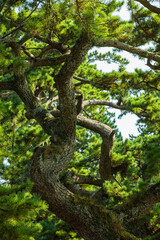 日本　静岡県静岡市清水区、日本三大松原の一つ三保の松原の松林